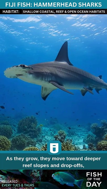 Hammerhead Sharks of Fiji | Marine Wildlife Documentary