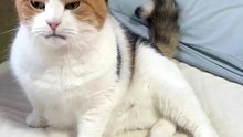 When a Kitten Sits on the Bed and Talks 😂🐱