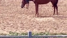 Little boy Horse riding Attempt