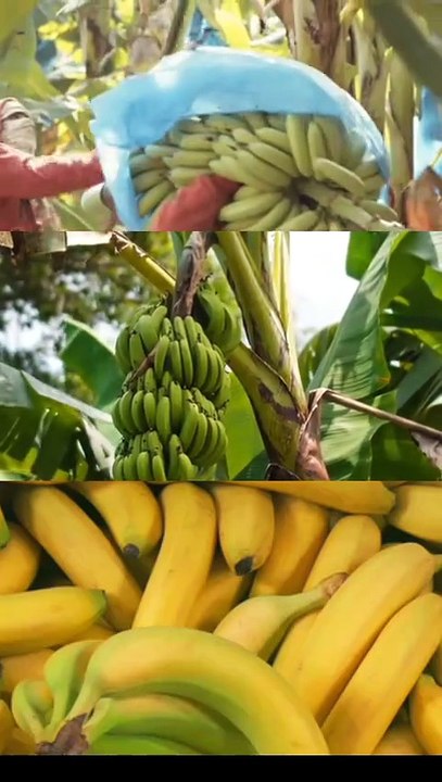 Banana Lovers Must Watch 😍