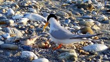 Protected Little Terns Missing From Penghu Breeding Grounds
