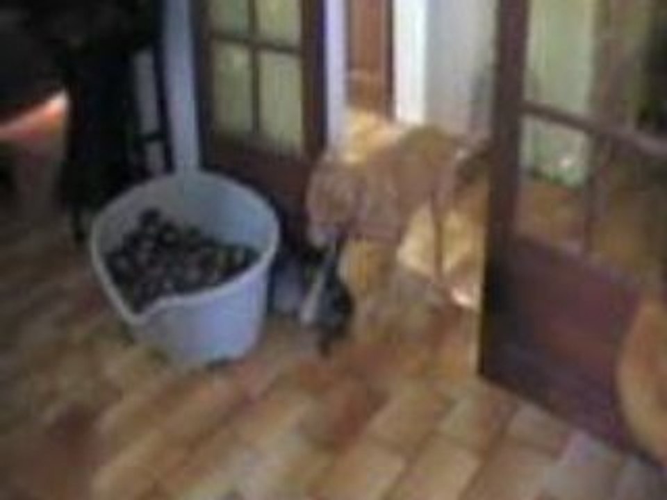 Comme chien et chat