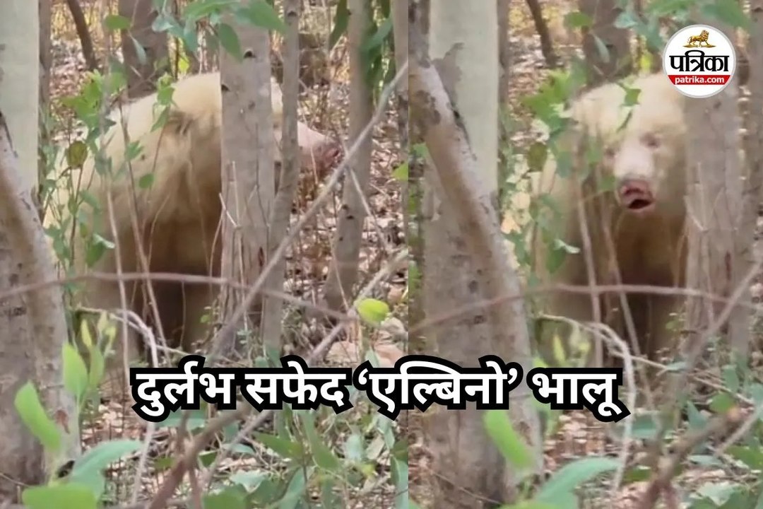 दुर्लभ सफेद ‘एल्बिनो’ भालू