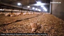 Lo que esconde el 80% del pollo producido en España