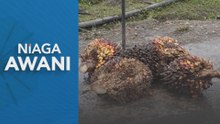 Harga CPO dijangka kekal pada RM4,400 satu tan pada Jun