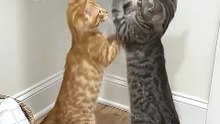 These Kittens Took the Zipper Battle WAY Too Seriously 😭🐾