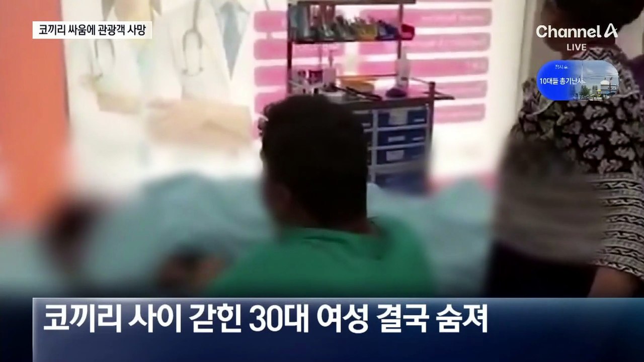 인도 관광지서 코끼리 몸싸움…사이에 갇힌 관광객 사망