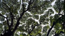 Aasai Yaarai Vittadhu ? Naanam Kummi Kottudhu ! - Epic Tree Nature View - Manadhai Thodum Paadal #UnderratedTamilSongs
