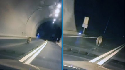Tünele giren bozayı kamerada