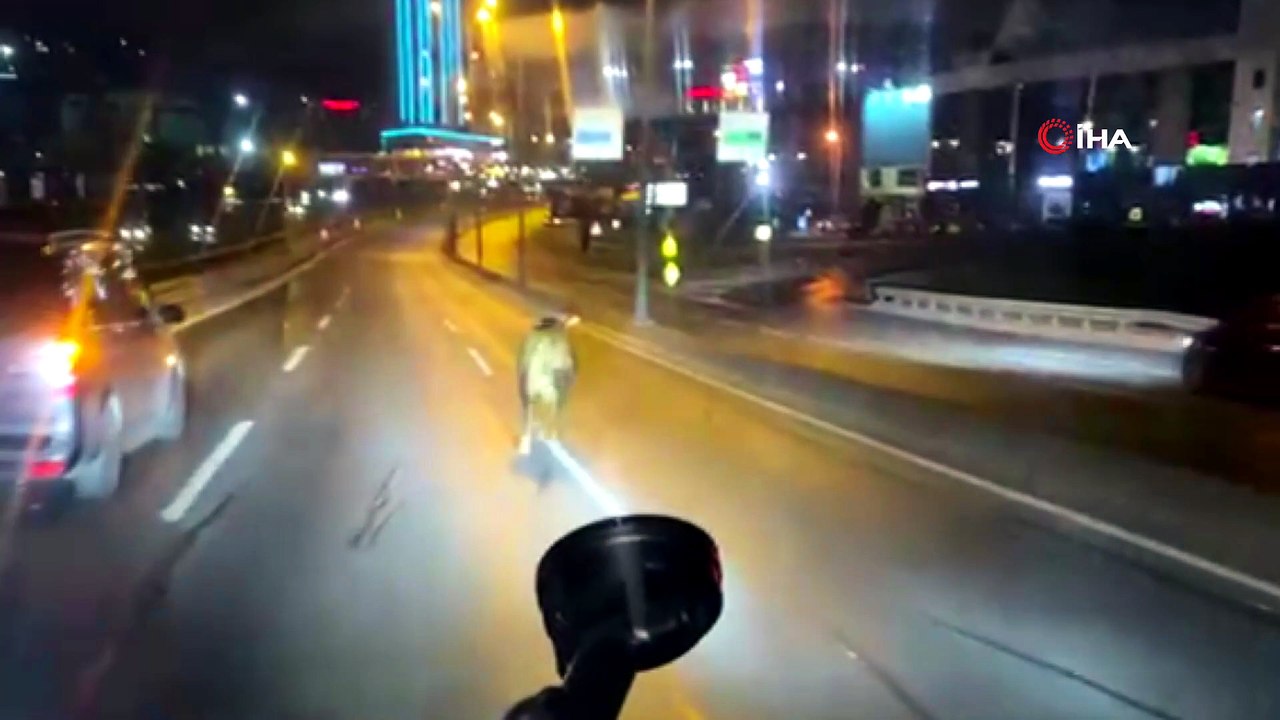 Kurbanlık Dana Yola Fırladı! Trafiği Birbirine Kattı!