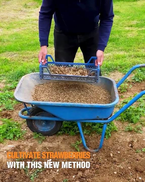Start growing strawberries with this soil coverage trick!
