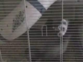 Boubou le furet sort de sa cage tout seul, trop balèse!!