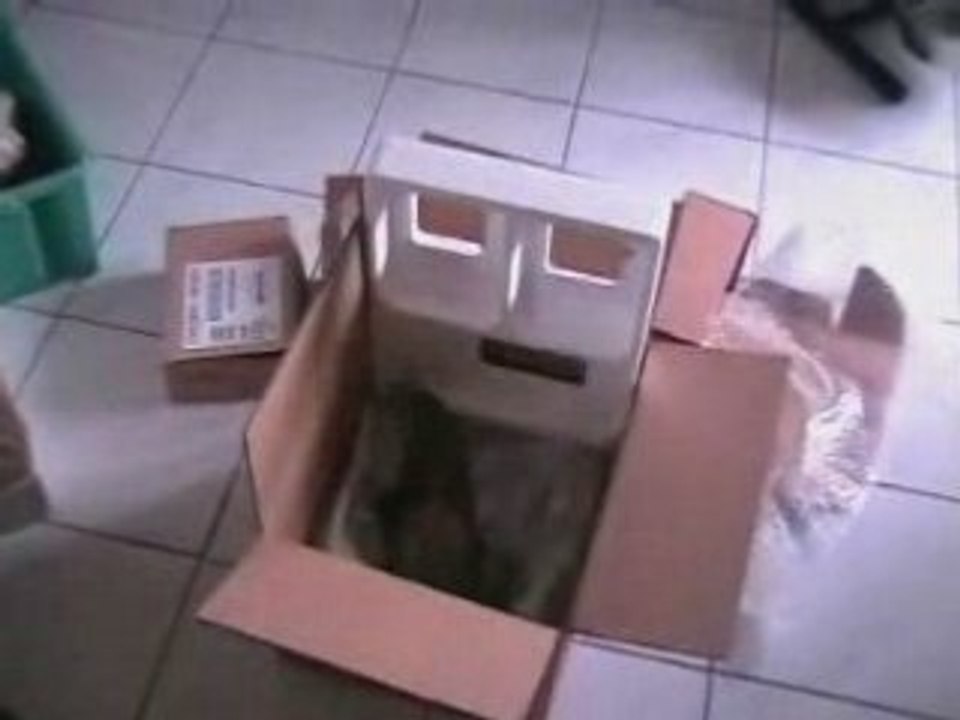 Boubou le furet déménage, avec le chien et le chat