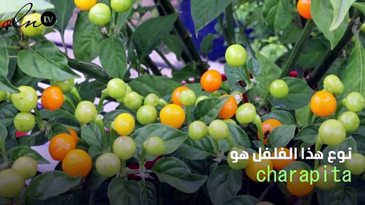 تعرفوا على أغلى فلفل حار في العالم، الكيلو بـ 2...