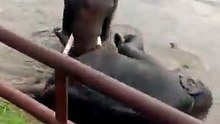 India: una turista murió en una pelea de elefantes