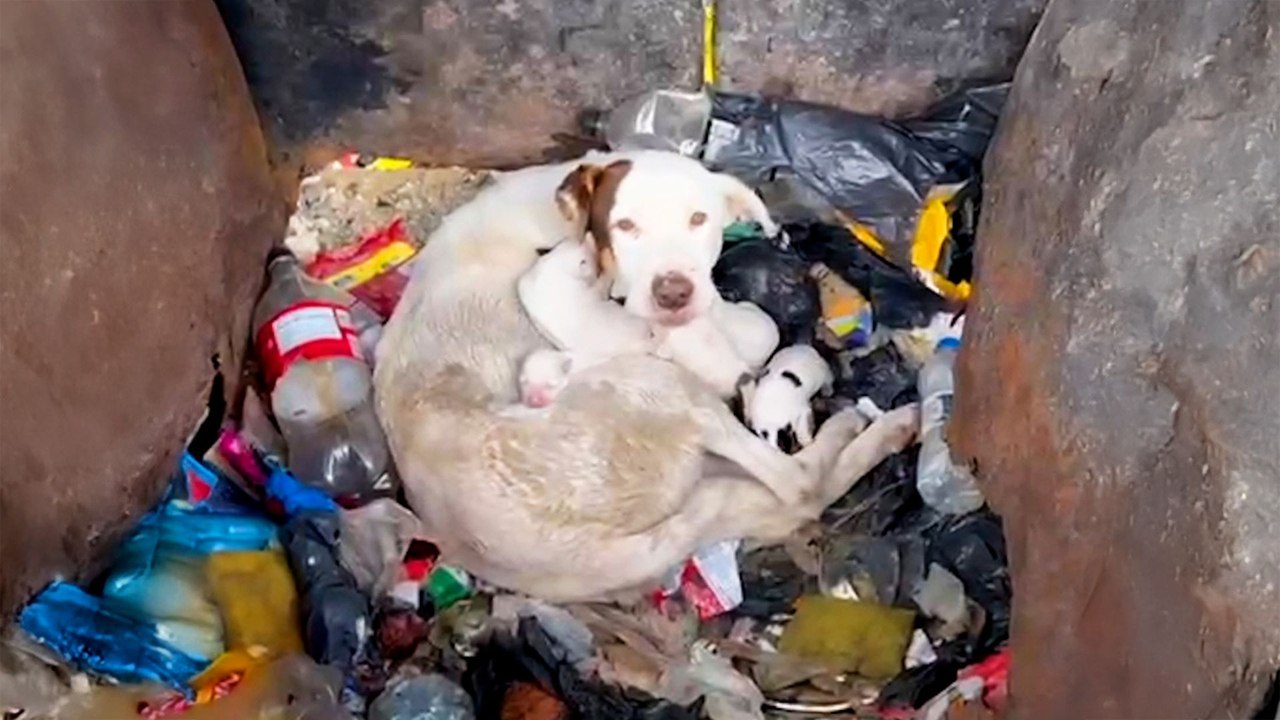 Mama and Her TINY Pups Get Rescued Together