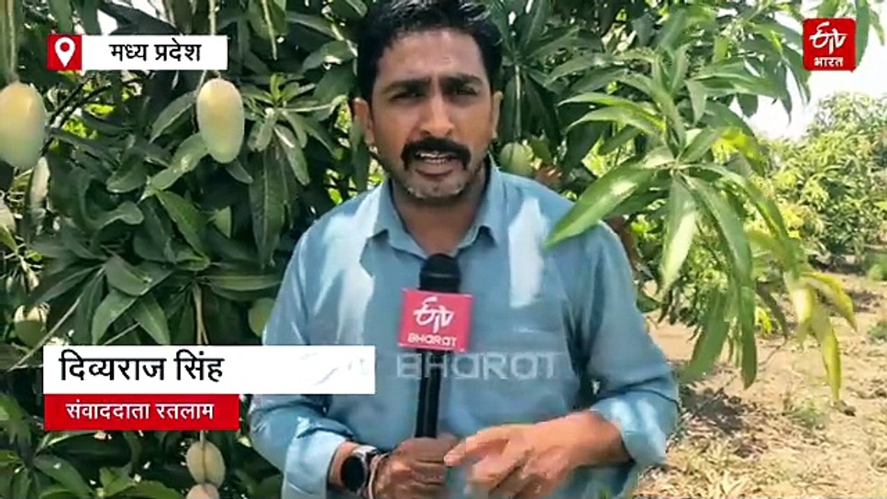 मध्य प्रदेश के मालवा में केसर आम की जोरदार डिमांड, मंडी नहीं खेत से हो रही एडवांस बुकिंग