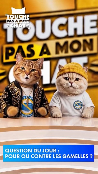 Regardez la vidéo qui fait le buzz depuis plusieurs jours avec une parodie de l'émission culte "TPMP" avec... des chats !