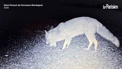 Ils se font voler 19 boules de pétanque… par un renard