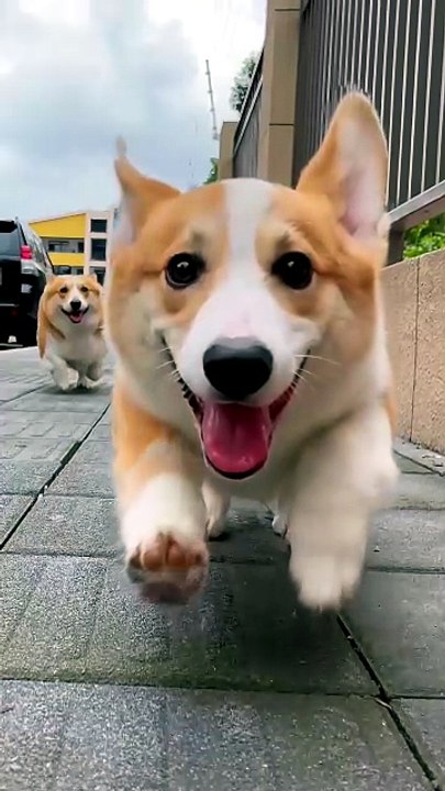 Trop heureux ! Le petit corgi s'envole de joie