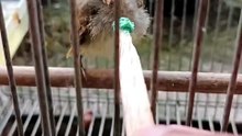 Kasih makan anakan burung trocokan