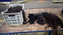 Receita Federal apreende 15 kg de cabelo humano na Ponte da Amizade