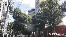 Infestação de ‘erva-de-passarinho’ ameaça arborização histórica de Belém