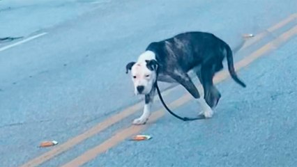 Tripod Dog Dodging Traffic But One Car Stopped