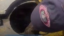 Bomberos de Ecatepec rescataron a dos cachorros que cayeron al interior de una coladera