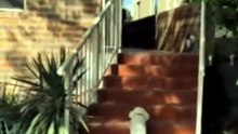 Pure Joy! Dog’s Priceless Reaction to Seeing Owner After a Year Apart
