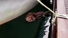 Sea otters are among the most dedicated mothers in the ocean. 🌊