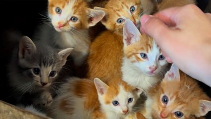 Thirteen Kittens Show Up in Amazon Boxes