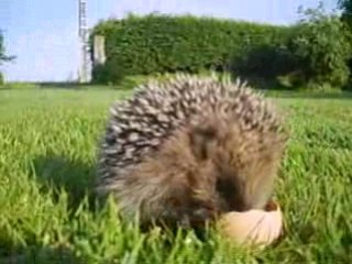 Mon hérisson