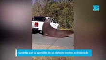 Sorpresa por la aparición de un elefante marino en Ensenada