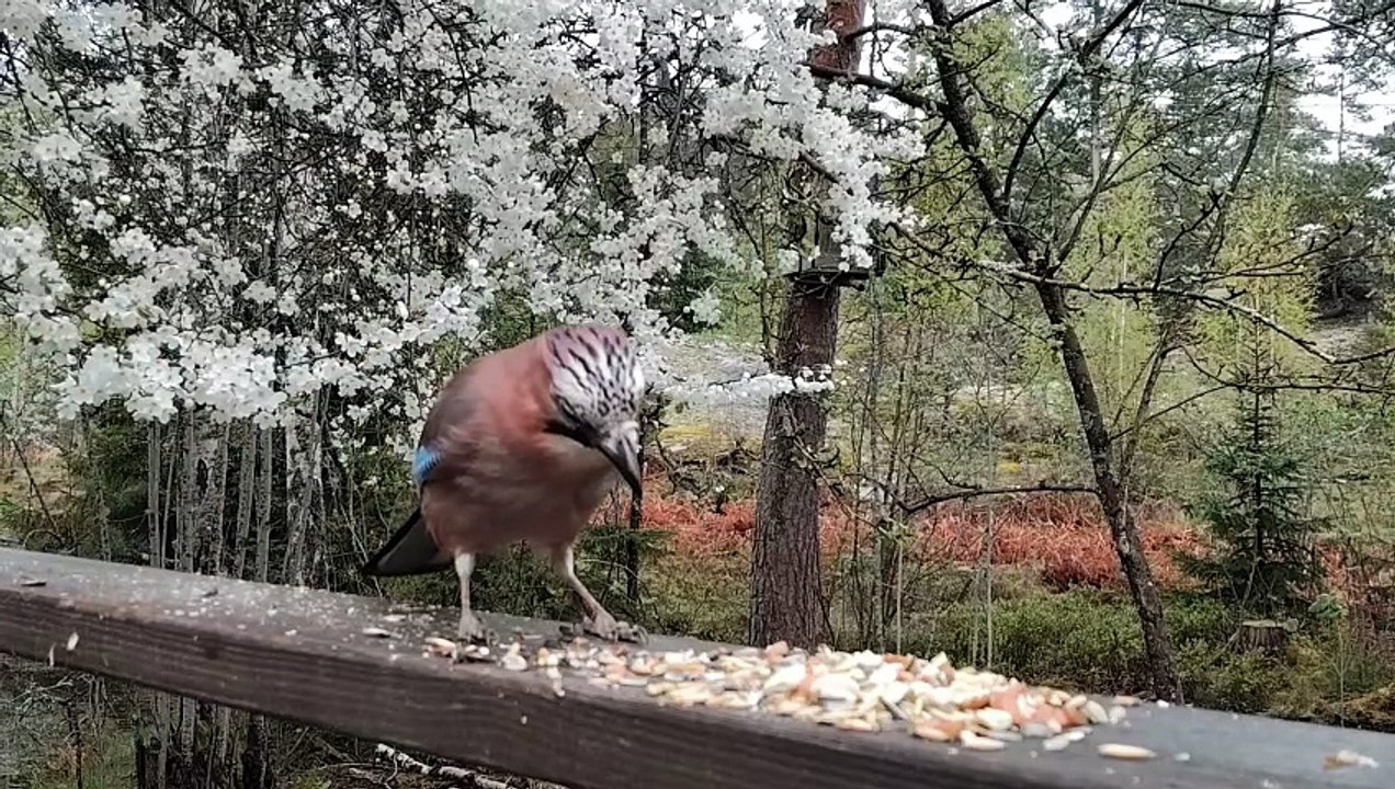 Peanut Party: Eurasian Jay Snacks While a Tiny Tree Sparrow Waits its Turn