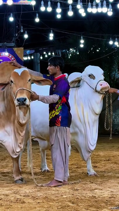Bull lovers
