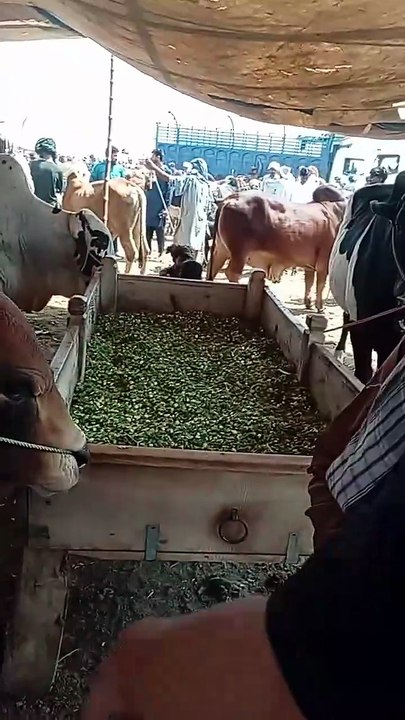 Bull lovers