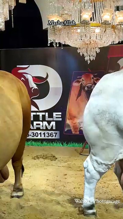 Bull lovers