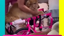 Perrita paralítica recibe silla de ruedas y conmueve a todos 😭🐶❤️