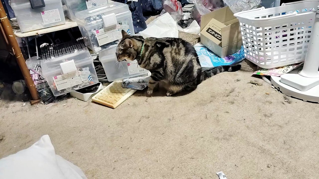 顔を洗うココア