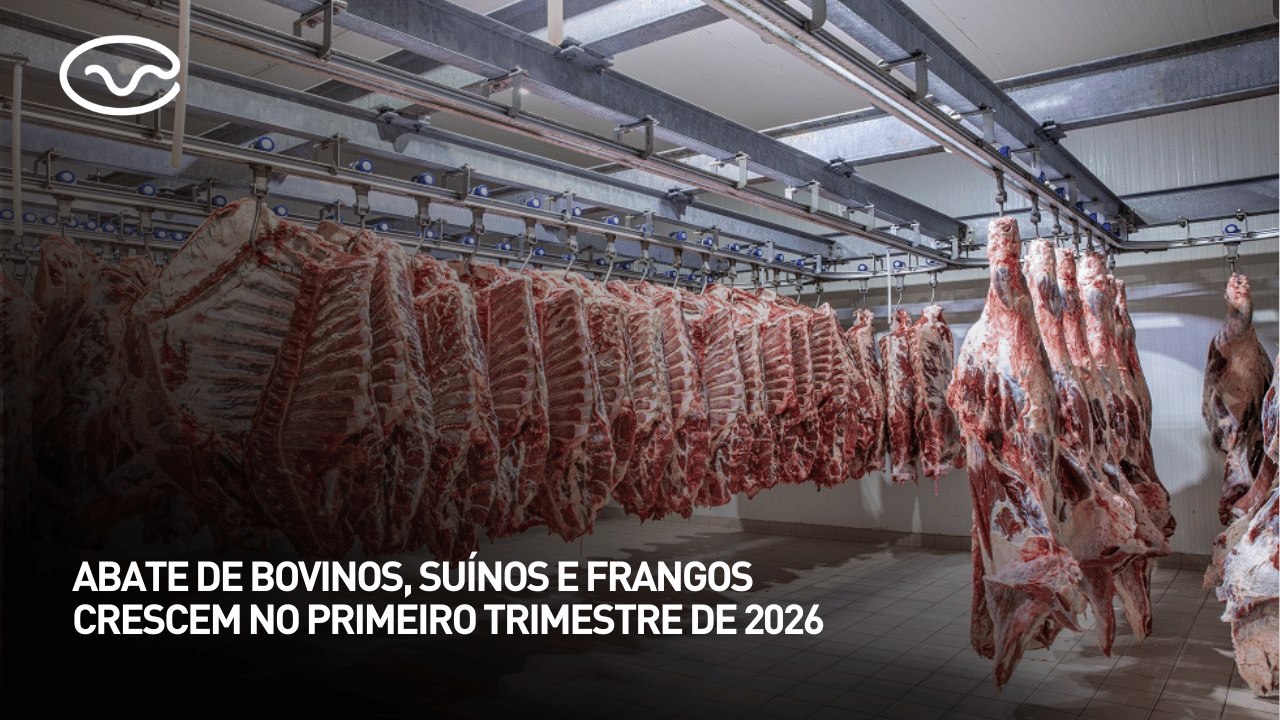 Abate de bovinos, suínos e frangos crescem no primeiro trimestre de 2026