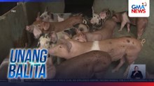 Pag-import ng baboy at iba pang katulad na produkto mula sa Pilipinas, ipinagbawal ng China dahil sa ASF | Unang Balita