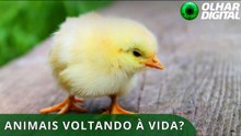 Primeiros pintinhos nascem de ovo artificial que promete ‘ressuscitar’ ave extinta