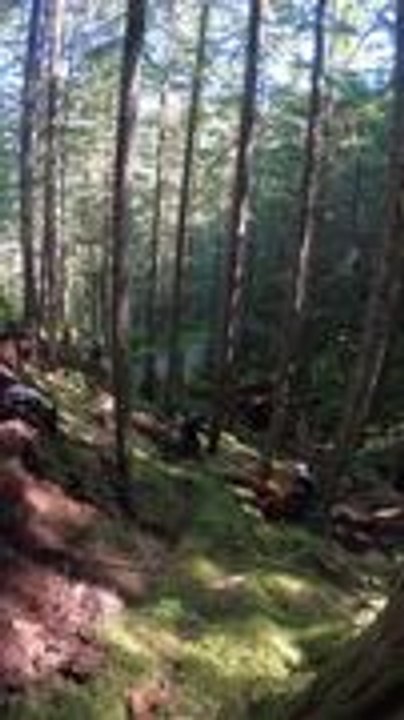 Falling Tree Piece Hits Cyclist On Trail
