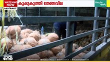 78ൽ നിന്ന് 45ലെത്തി; പച്ചതേങ്ങയ്ക്ക് വിലയിടിയുന്നു; പ്രതിസന്ധിയിലായി കർഷകർ