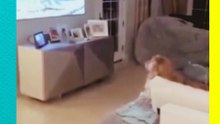 ¡Perrito “padre irresponsable”! Prefiere ver la TV que cuidar a sus 11 cachorros