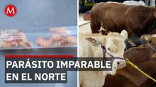 Alerta sanitaria en Nuevo León por la llegada del gusano barrenador a zonas urbanas