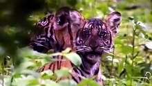 Unexpected Wild Tiger Moment in the Jungle | Cute Animals and Wildlife Surprise