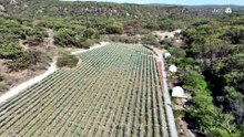 Piden que la Semadet y Proepa sancionen daño causado por agave y banco de materiales a La Primavera