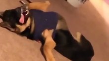 Funny German shepherd funny dogs 🤣🤣🤣🤣🤣🤣🤣🤣🤣🤣🤣🤣🤣follow me on daily motion short video